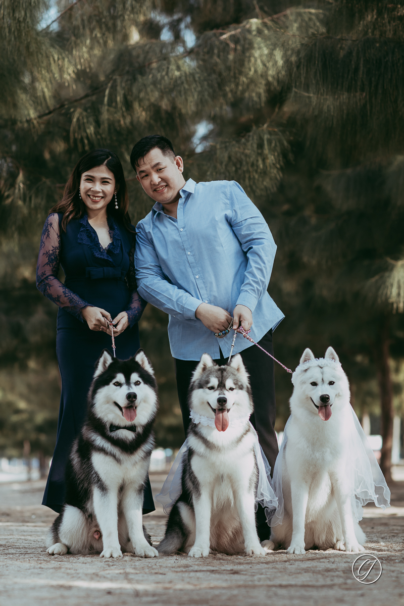 Prewedding photography with huskies in Melaka
